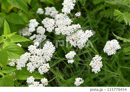 ヤロウ白花・セイヨウノコギリソウ ヤロウ白花・セイヨウノコギリソウ 115779454