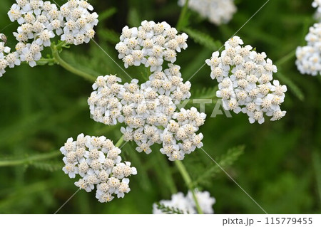 ヤロウ白花・セイヨウノコギリソウ ヤロウ白花・セイヨウノコギリソウ 115779455