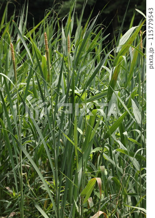 自然　植物　ガマ、花は初夏。花茎を伸ばしてその先に目立たない穂をつけます 115779543