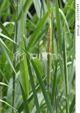 自然　植物　ガマ、出穂。花穂を包んでいた苞が残っていますが雄花は花粉放出の準備完了 115779544