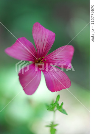 幻想的なイモカタバミの花 115779670