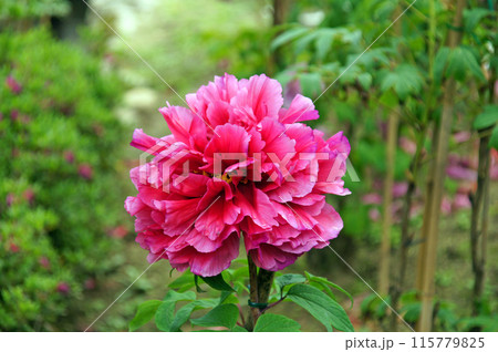 長谷寺の牡丹 長谷寺の牡丹 115779825