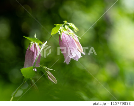 ピンクのホタルブクロ 115779858