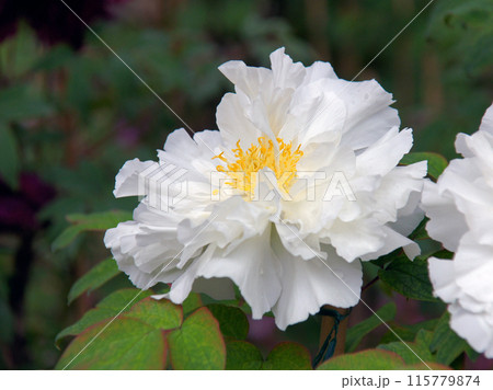 長谷寺の牡丹 115779874