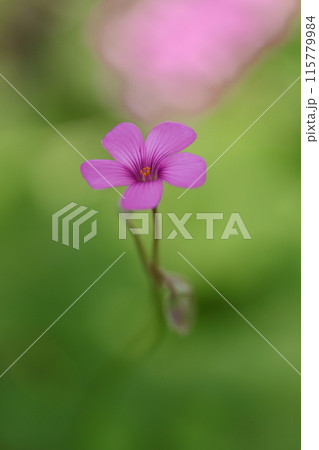 野に咲くイモカタバミ 115779984