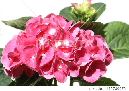 アジサイの花 アジサイの花 115780073