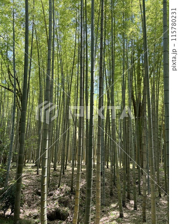 竹林 115780231