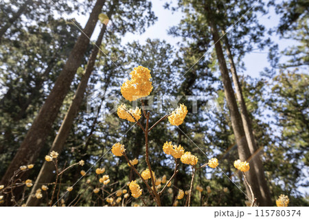 森に咲くミツマタの黄色い花 森に咲くミツマタの黄色い花 115780374