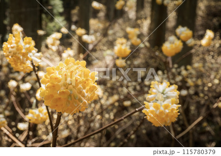 森に咲くミツマタの黄色い花 森に咲くミツマタの黄色い花 115780379