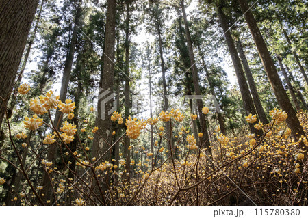 森に咲くミツマタの黄色い花 115780380
