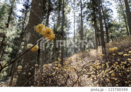 森に咲くミツマタの黄色い花 115780399