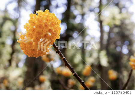 森に咲くミツマタの黄色い花 森に咲くミツマタの黄色い花 115780403