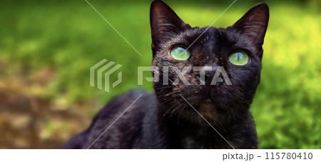 beautiful cute black cat in a field of grass, street cat with fluffy fur, a stray cat in the street of Asian country 115780410