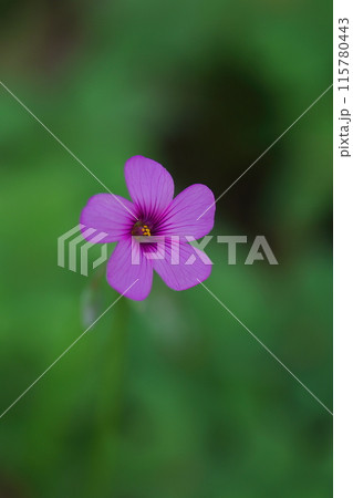 可憐なイモカタバミの花 可憐なイモカタバミの花 115780443