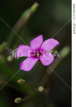 ピンクの花を咲かせたイモカタバミのピンク色の花弁をクローズアップで撮影した写真 ピンクの花を咲かせたイモカタバミのピンク色の花弁をクローズアップで撮影した写真 115780466