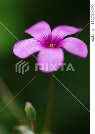 ピンク色の可愛いイモカタバミの花 ピンク色の可愛いイモカタバミの花 115780470