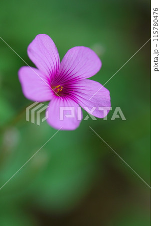 小さなイモカタバミの花 115780476