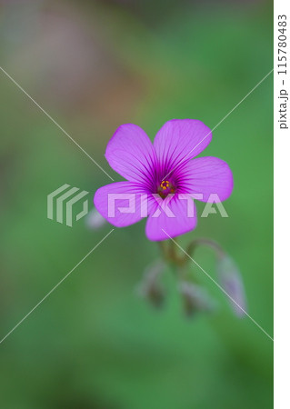 可憐なイモカタバミの花 可憐なイモカタバミの花 115780483
