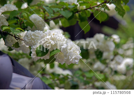長谷寺の大手鞠 115780508