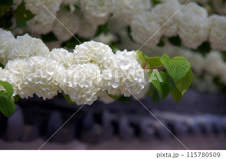 長谷寺の大手鞠 115780509