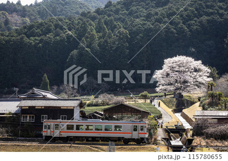 竹原の淡墨桜と名松線 115780655