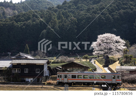竹原の淡墨桜と名松線 115780656