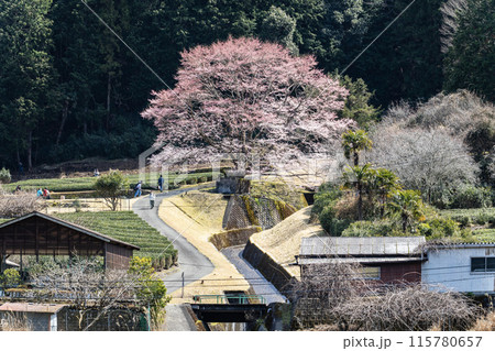 竹原の淡墨桜と名松線 115780657