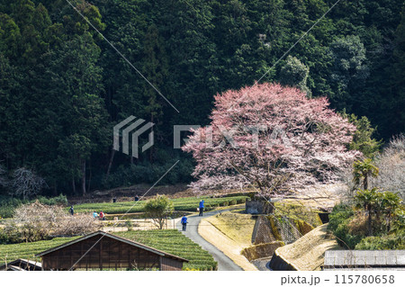 竹原の淡墨桜と名松線 115780658