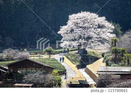 竹原の淡墨桜と名松線 竹原の淡墨桜と名松線 115780681