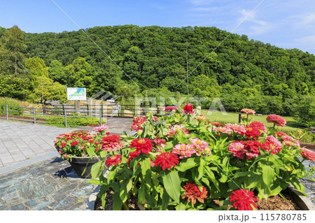 和歌山県植物公園緑花センター 満開のあじさい園&あじさい広場 和歌山県植物公園緑花センター 満開のあじさい園&あじさい広場 115780785