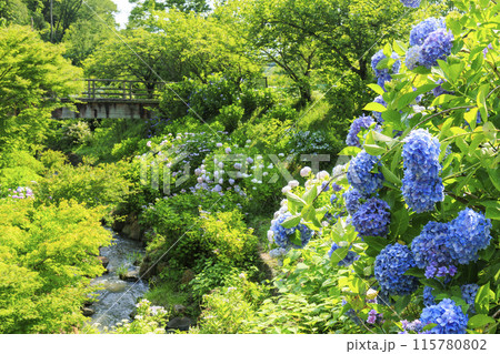 和歌山県植物公園緑花センター 満開のあじさい園&あじさい広場 和歌山県植物公園緑花センター 満開のあじさい園&あじさい広場 115780802