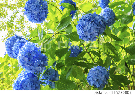 和歌山県植物公園緑花センター 満開のあじさい園&あじさい広場 和歌山県植物公園緑花センター 満開のあじさい園&あじさい広場 115780803