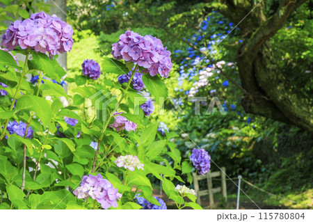 和歌山県植物公園緑花センター　満開のあじさい園＆あじさい広場 115780804