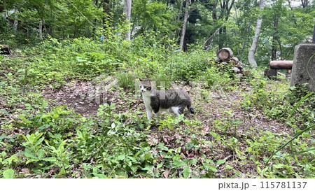 別荘地の森を散歩するするサバトラ猫 別荘地の森を散歩するするサバトラ猫 115781137