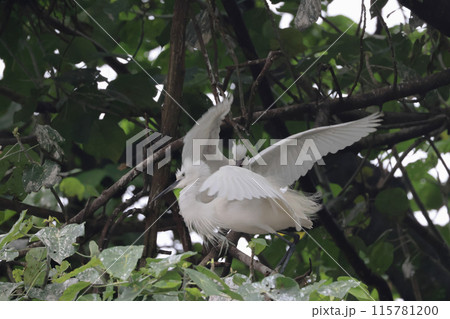perching on the branch, Great White Egret 115781200