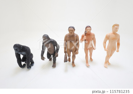 a Human evolution ape, caveman, modern man, future man 115781235
