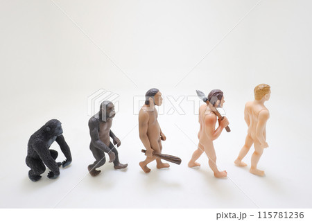 a Human evolution ape, caveman, modern man, future man 115781236