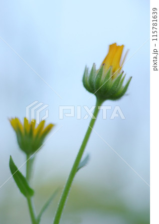 黄色いヒメキンセンカのつぼみ 115781639