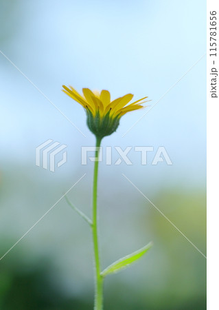 青空に向かって咲くヒメキンセンカ 115781656