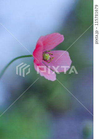 赤いケシの花 赤いケシの花 115781679