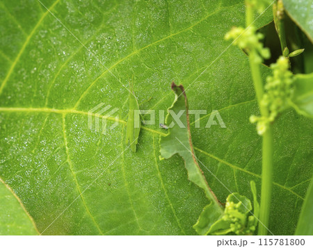 葉に乗るショウリョウバッタの幼虫 115781800