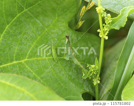 葉に乗るショウリョウバッタの幼虫 115781802