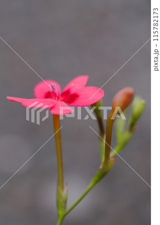 赤いフリージアラクサの花 115782173