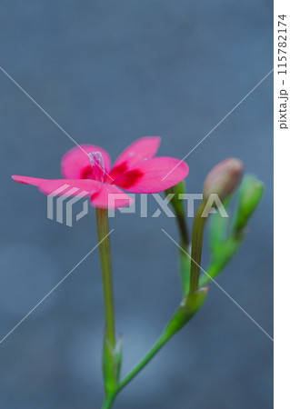 赤いフリージアラクサの花 115782174
