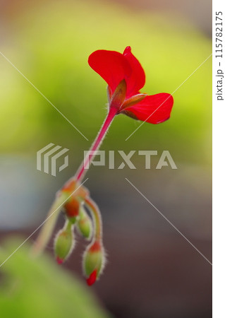 赤いアイビーゼラニウムの花 115782175