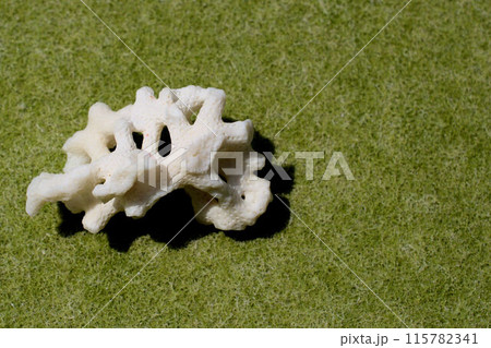 沖縄の思い出 サンゴ 沖縄の思い出 サンゴ 115782341