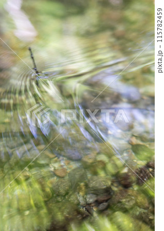 森の小川に映る新緑　木谷沢渓流 115782459