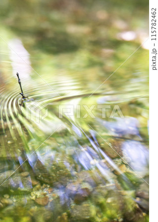 森の小川に映る新緑　木谷沢渓流 115782462