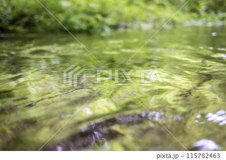 森の小川に映る新緑　木谷沢渓流 115782463