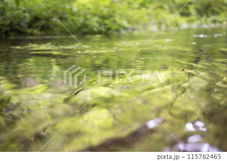 森の小川に映る新緑　木谷沢渓流 115782465